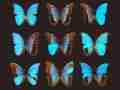 Morpho menelaus didius gynandromorph (collection) (Internet Image property of respective owner, non-commercial use only)